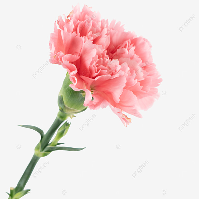 pngtree-festive-flower-flower-pink-carnation-png-image_2649486