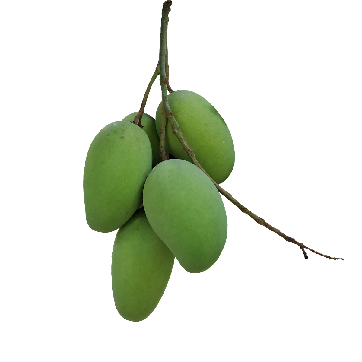  Pngtree delicious Green Mango 6457480