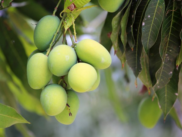 The Pride of South Gujarat: Unveiling the Secrets of Our Tantalizing Mangoes